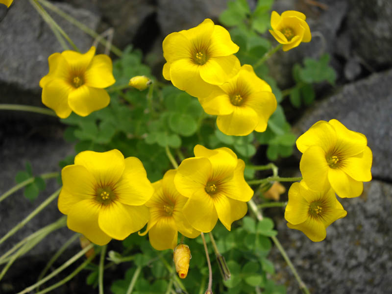 Oxalis perdicaria photo